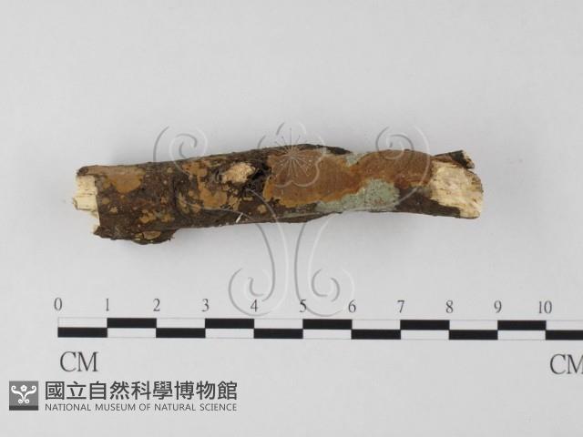 木層孔菌屬藏品圖，第1張