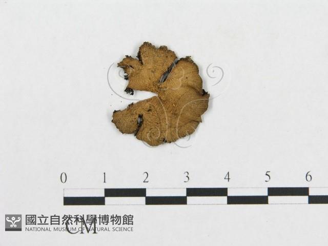 登錄號:F0005638藏品圖，第1張