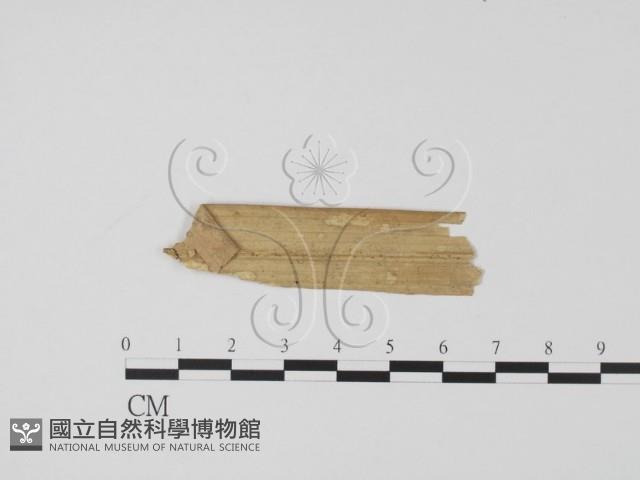 登錄號:F0019638藏品圖，第1張