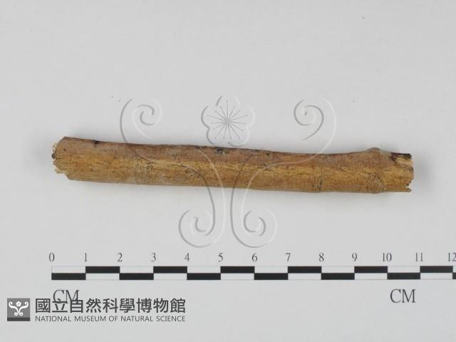 顯絲菌屬藏品圖，第1張
