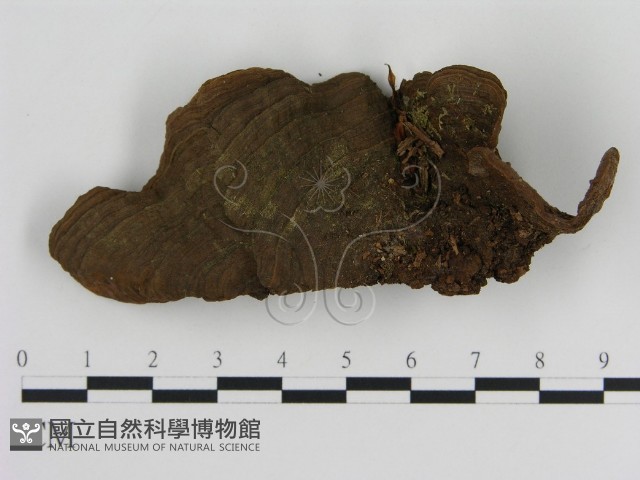 刺革菌屬藏品圖，第1張