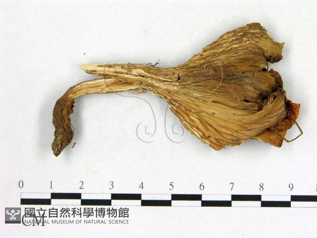 登錄號:F0013638藏品圖，第1張