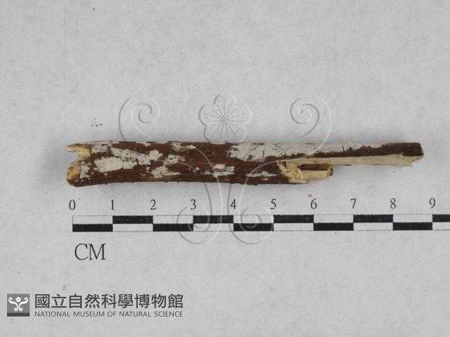 絲齒菌屬藏品圖，第1張