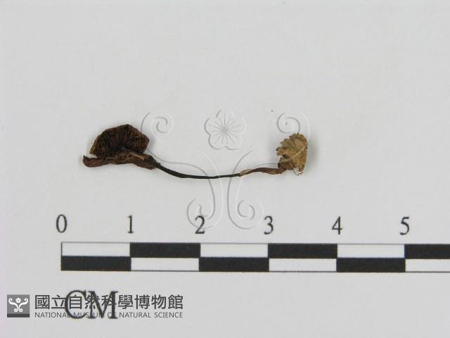 登錄號:F0008438藏品圖，第1張