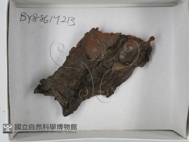 館號:F0018438藏品圖，第1張