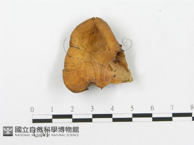 登錄號:F0020438藏品圖，第1張
