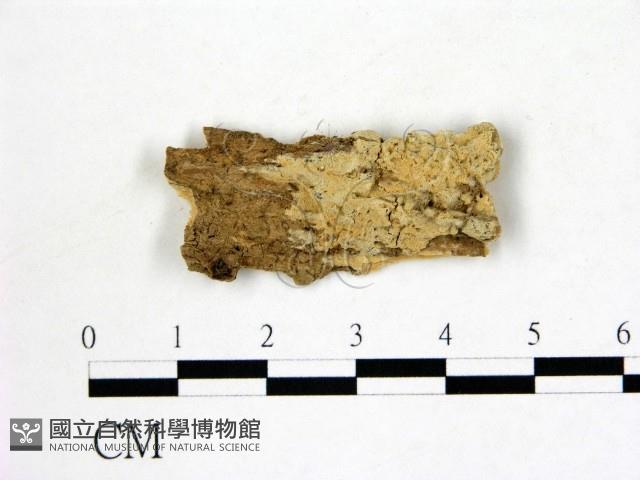 登錄號:F0000438藏品圖，第1張