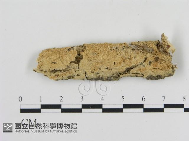 登錄號:F0010438藏品圖，第1張