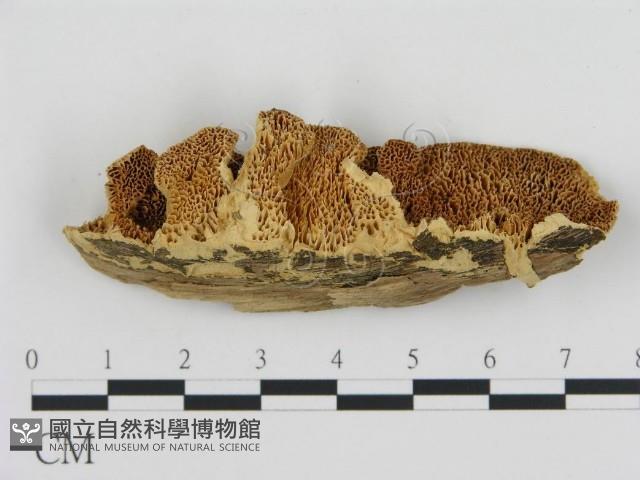 登錄號:F0006438藏品圖，第1張