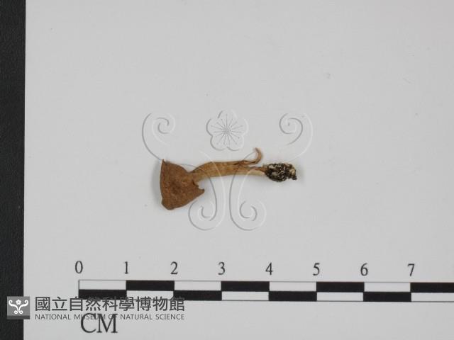 登錄號:F0016438藏品圖，第1張