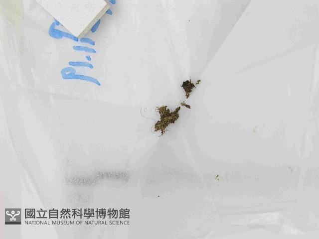 登錄號:F0021438藏品圖，第1張