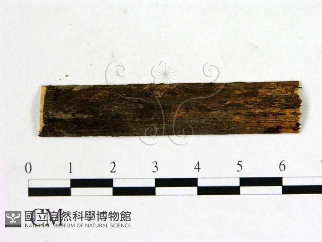 登錄號:F0011438藏品圖，第1張
