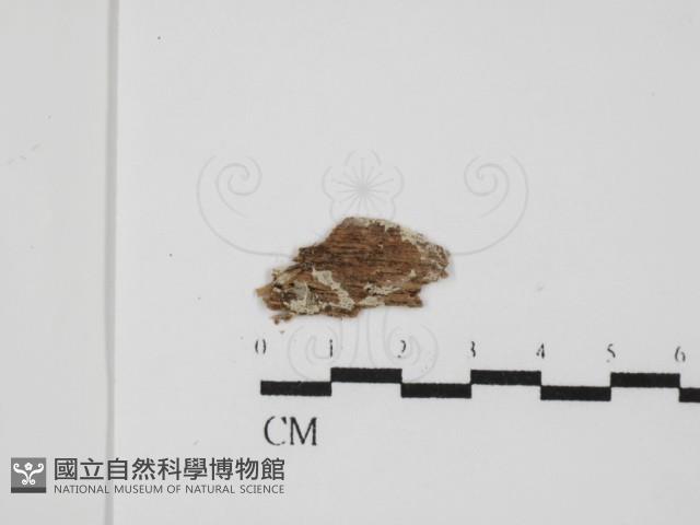 登錄號:F0031438藏品圖，第1張