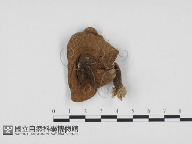 登錄號:F0024438藏品圖，第1張