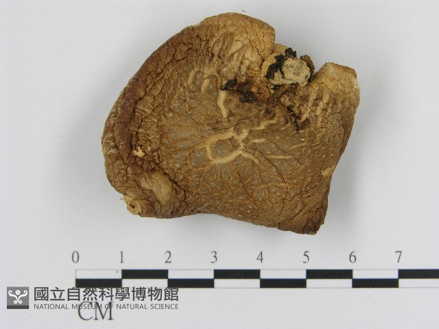 登錄號:F0004438藏品圖，第1張
