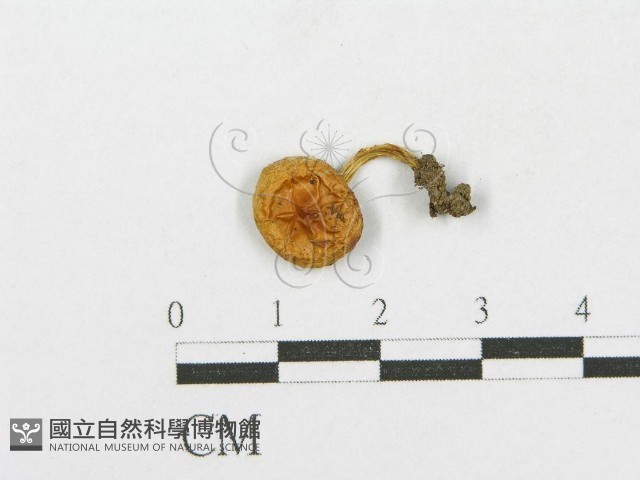 登錄號:F0014438藏品圖，第1張
