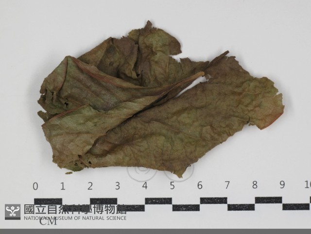 登錄號:F0034438藏品圖，第1張