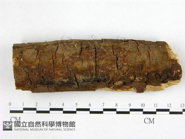 刺革菌屬藏品圖，第1張