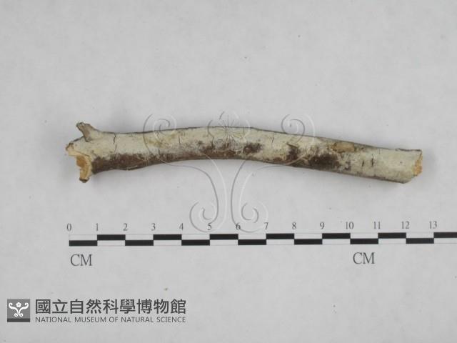 登錄號:F0002438藏品圖，第1張