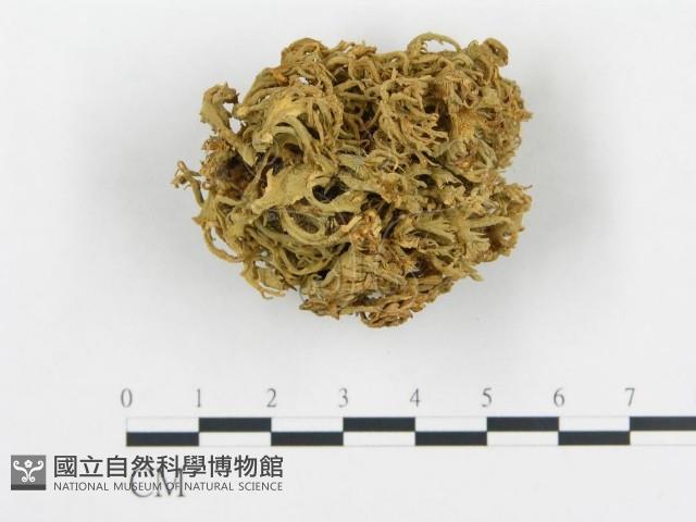 登錄號:F0012438藏品圖，第1張