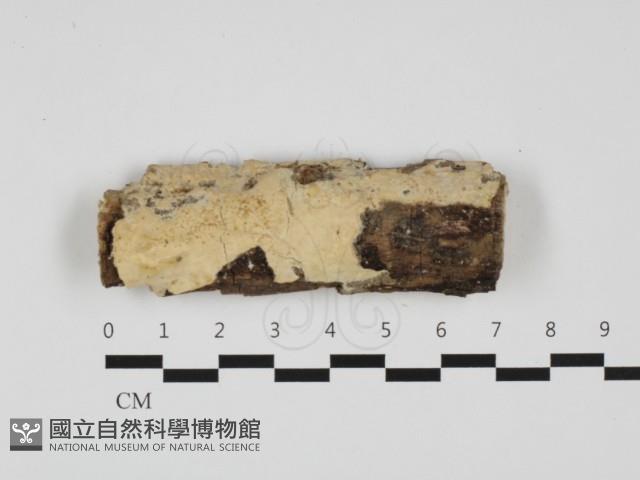 登錄號:F0032438藏品圖，第1張