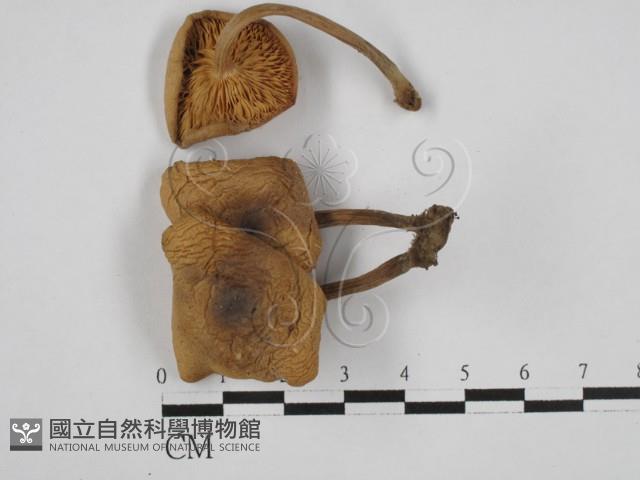 登錄號:F0027438藏品圖，第1張