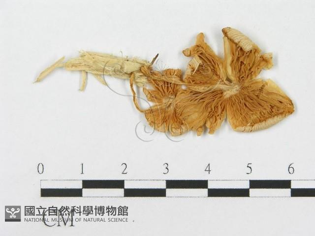 登錄號:F0007438藏品圖，第1張