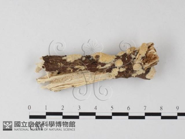 登錄號:F0025438藏品圖，第1張