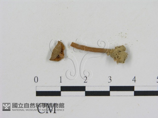 乳菇屬藏品圖，第1張