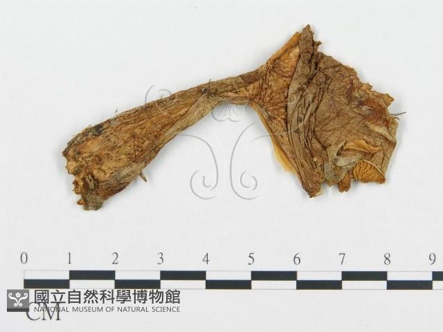 登錄號:F0009438藏品圖，第1張