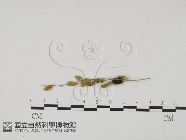 登錄號:F0019438藏品圖，第1張