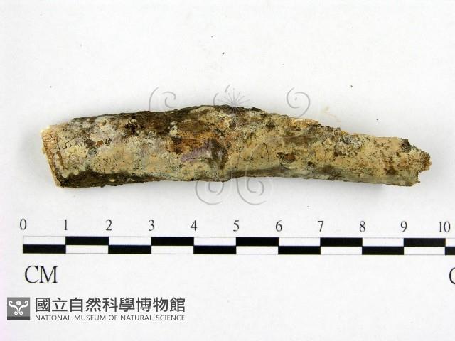 登錄號:F0013438藏品圖，第1張