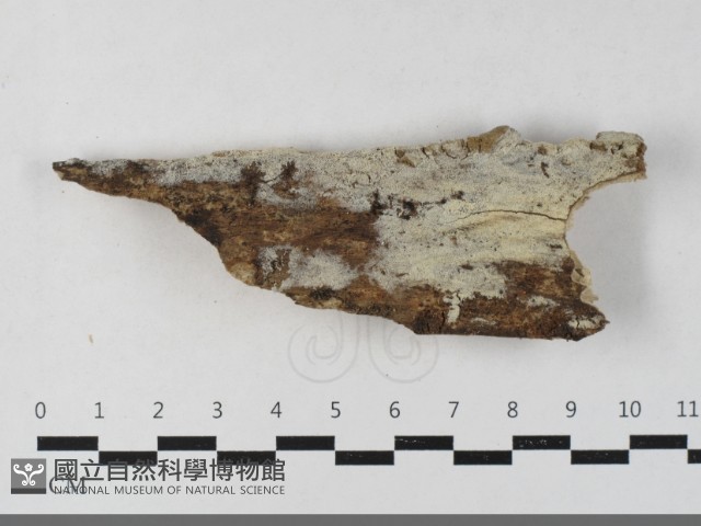 剛毛絲皮菌藏品圖，第1張