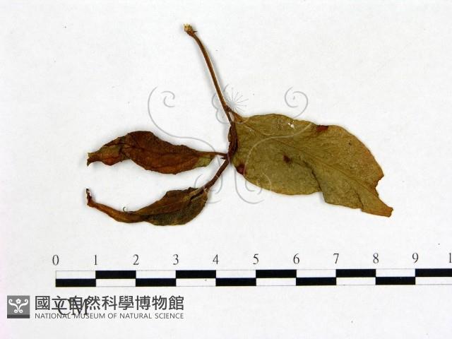 登錄號:F0020738藏品圖，第1張