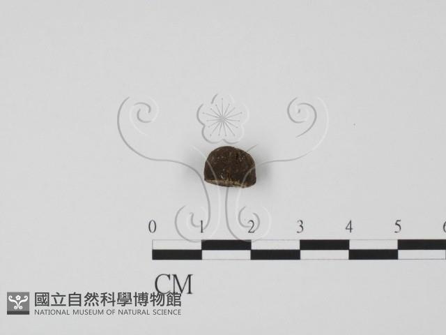 登錄號:F0000738藏品圖，第1張