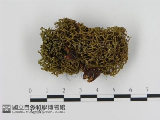 登錄號:F0010738藏品圖，第1張