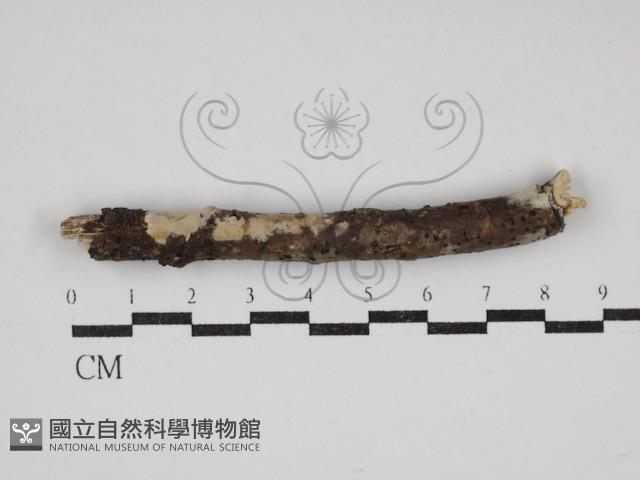 登錄號:F0030738藏品圖，第1張