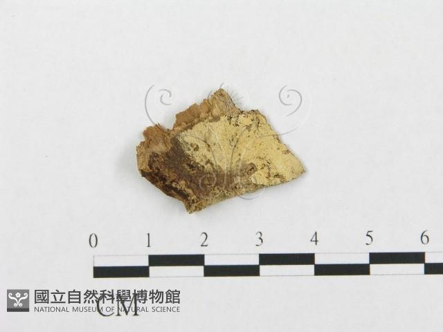 登錄號:F0016738藏品圖，第1張