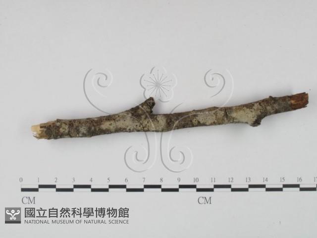 剛毛絲皮菌藏品圖，第1張
