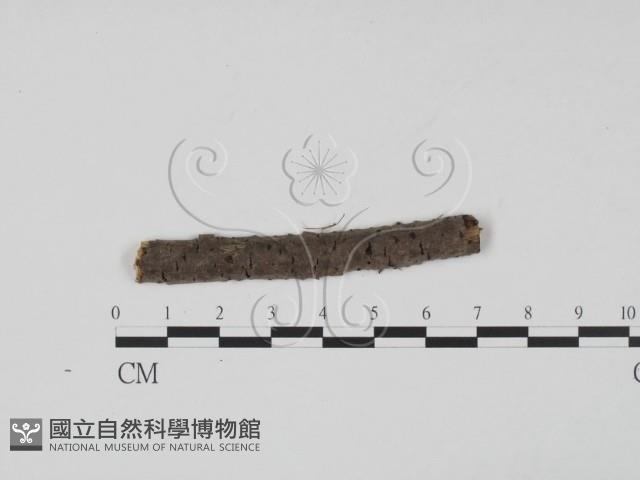登錄號:F0011738藏品圖，第1張