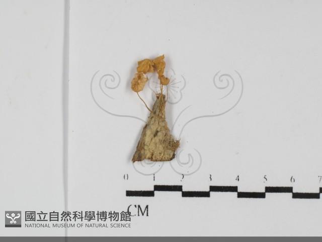 小皮傘屬藏品圖，第1張