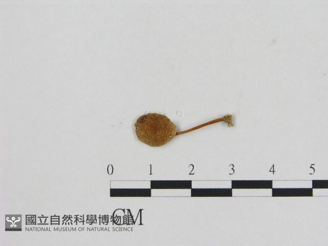 小菇屬藏品圖，第1張