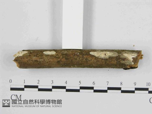 寡孔菌屬藏品圖，第1張