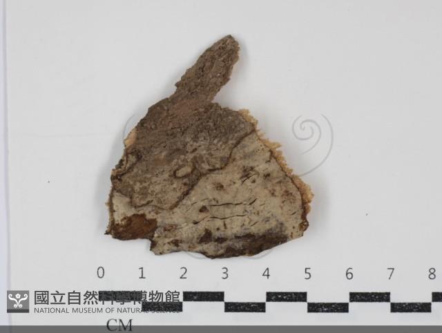 登錄號:F0034738藏品圖，第1張