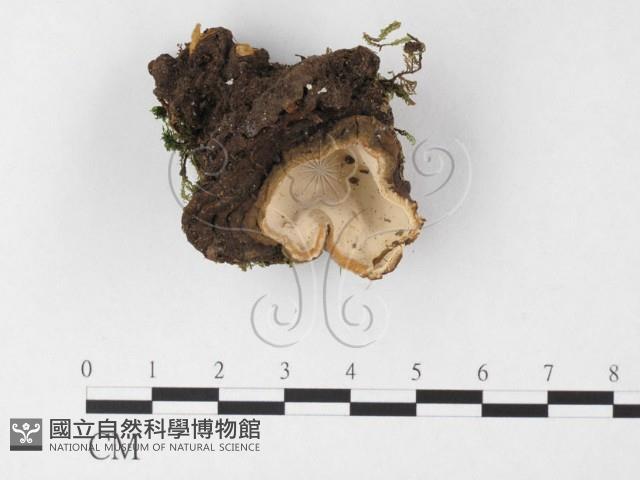 登錄號:F0022738藏品圖，第1張