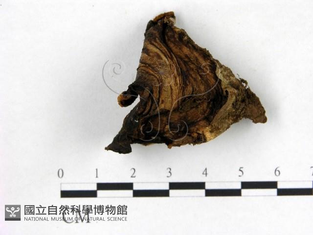 登錄號:F0012738藏品圖，第1張