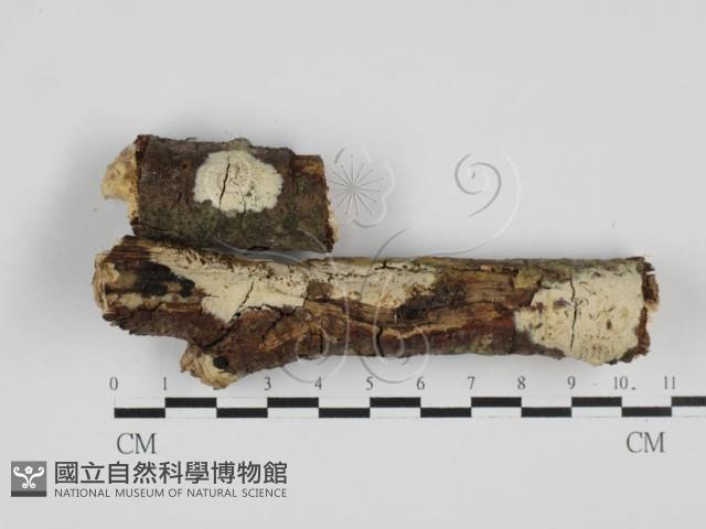 登錄號:F0027738藏品圖，第1張