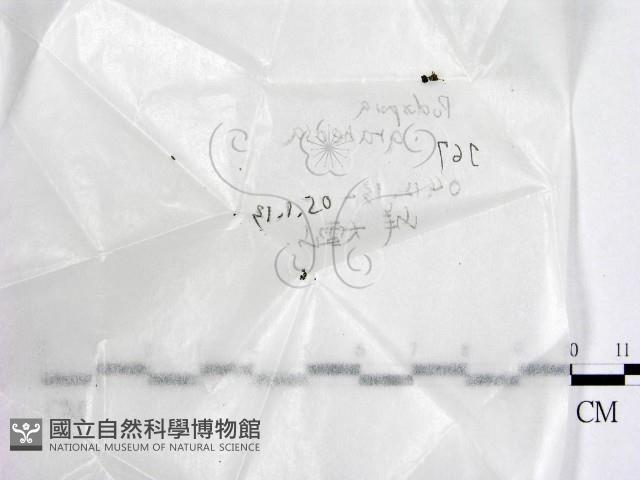 登錄號:F0017738藏品圖，第1張