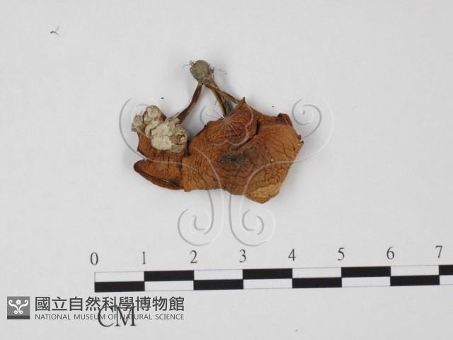 登錄號:F0025738藏品圖，第1張