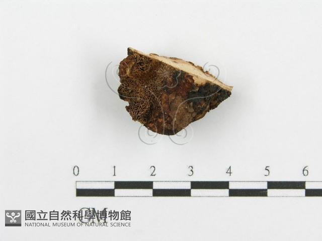 登錄號:F0005738藏品圖，第1張